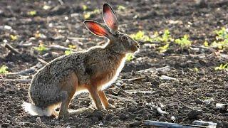 Заяц-русак в контровом свете / Hare in backlight