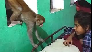 कभी देखा है ऐसा शरारती बंदर?|| इसकी मासूमियत पर मत जाना || monkey funny video #monkey#munni munni