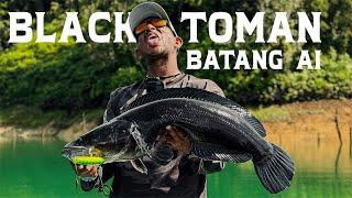 Black Toman Batang Ai