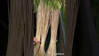 Тверская ива. Подготовка прутьев ивы для плетения.