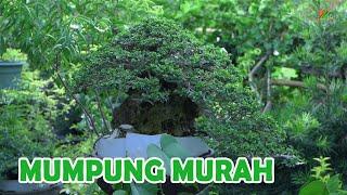 HARGA BONSAI LANSUNG PETANI ITU MEMANG BEDA.....