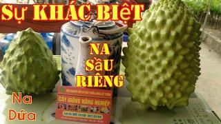 Na Sầu Riêng Đài Loan,Na Dứa Sự Khác Biệt Và Những Lưu Ý Khi Mua Cây Giống||TRAN TRONG PHAM