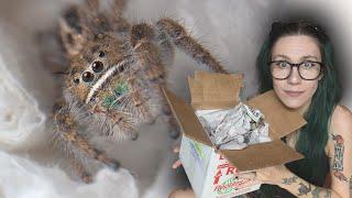 Unboxing A LOT (6!!!) of JUMPING SPIDERS & trying the NEW glitter Coffin Enclosures