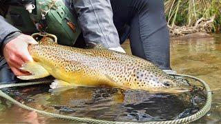 EXPLORING Unfished Water for BIG BROWN Trout