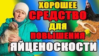 ХОРОШЕЕ средство для ПОВЫШЕНИЯ яйценоскости кур.