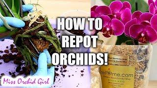 Orchid Care for Beginners - How to repot Phalaenopsis Orchids