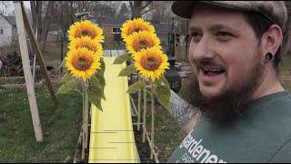 Planting Sunflowers | Greenhouse Is Full Already