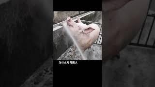 猪有多瘦？#猪#科普#成长力计划