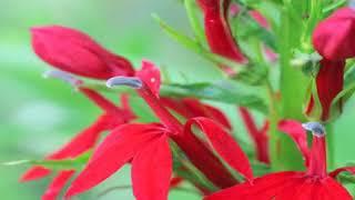 How to Grow Cardinal Flower (Lobelia Cardinalis)