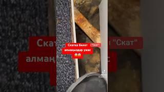 Скат команиясының ұшағына билет алмаңыздар не деген сұмдық масқара. #2024