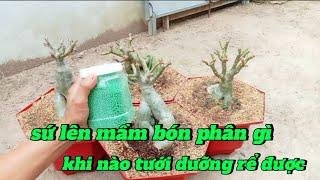 sứ lên mầm bón phân gì - khi nào tưới dưỡng rể cho cây sứ được