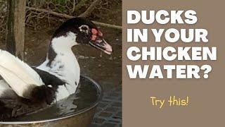 The ULTIMATE chicken and duck watering system.