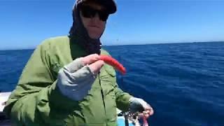 FISH CAN'T RESIST THE NEW VEXED BOTTOM MEAT