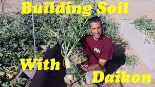 Creating Soil in the Desert | Daikon Radish