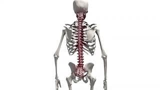 The Causes of Back Pain (Moving and Handling in Early Years Settings)
