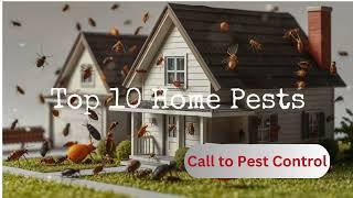 Top 10 Most Annoying Insects | Pest Control in Home USA