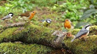 Woodland Birds Chirping - Vögel - Oiseaux - Vogels - Fåglar - Aves