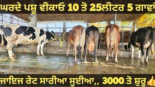 10 ਤੋ 25ਲੀਟਰ 5 ਗਾਵਾਂ ਜਾਇਜ ਰੇਟ। cows for sale/vadiya farm/9-2-25