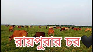 রায়পুরার চরের মনোমুগ্ধকর দৃশ্য