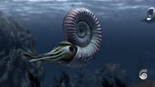 Ammonite - extinct marine mollusc