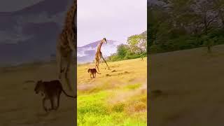 Giraffe accidentally kicks kids animal world Wild animals zero distance