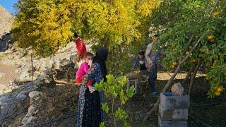 Nomadic life: The Kuhgol family cleaned the family garden and picked fruit from their garden