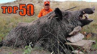 ТОП-50 Лучшей охоты на кабана, Отличные сцены, Незабываемые моменты,  TOP 50 WILD BOAR HUNTS