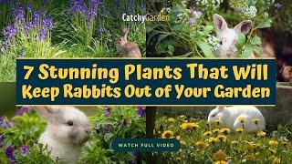 7 Stunning Plants That Will Keep Rabbits Out of Your Garden 