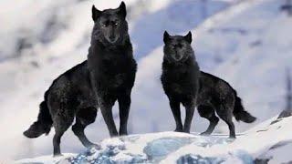 Most beautiful, wolves, in the world, Canis Lupus Occidentalis, biggest wolf dog/Modern Animals