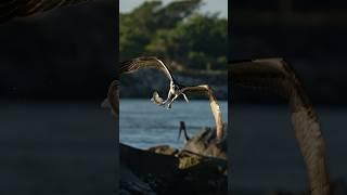 Osprey slams into the water and resurfaces with a nice floppy dangler! Glad I’m not a fish.