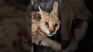 Serval meowing ️ Meow sounds cat serval = Savannah ️ asmr #asmr  #meow