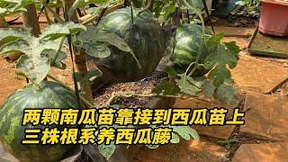 两棵南瓜苗靠接到西瓜苗上，三株根系养西瓜藤，结出的西瓜会怎样?
