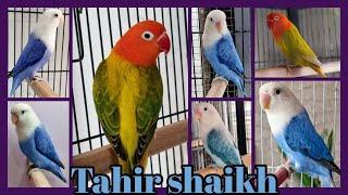 Lovebirds Farming | Opaline Mutation | Discussion with Tahir Shaikh