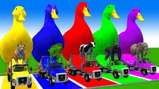 5 Giant Duck Cartoon,Cow,Elephant,Lion,T-Rex,Gorilla, Paint Wild Animals Crossing Fountain Animation