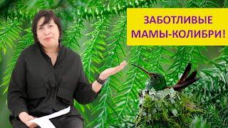 Как колибри заботятся о птенцах? Наталья Носова