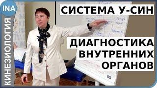 У-СИН. Диагностика внутренних органов. Прикладная кинезиология. Проф. Л.Ф.Васильева