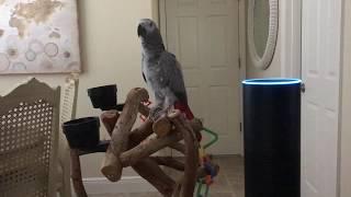 Alexa. What's a light? asks Petra the African grey