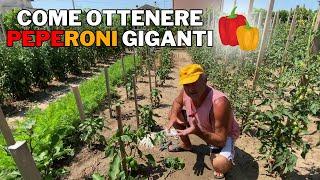 Come SFOLTIRE i PEPERONI per avere frutti GIGANTI!