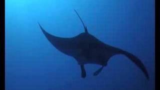 Diving with Mantas - Camel Dive Club Sharm el Sheikh