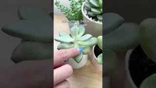 Watering tips for succulents  #succulentsbox #succulent #cactus #watering #shorts