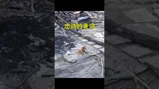 小狗在被燒成廢墟的家里苦等主人，現實版的忠犬八公。 #animals #dog #cute #shorts