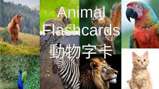 動物字卡 Animal Flashcards 英文/普通話/廣東話