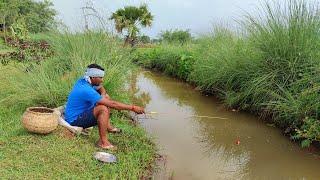 Fishing Video || I would not have believed if I had not seen so many fish in the village canal