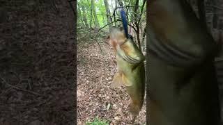 Bass are fun! #bassfishing #bassfishinglife #bassfishingvideo