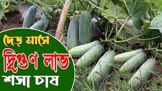 শসা চাষ - দেড় মাসে দ্বিগুণ লাভ | আধুনিক পদ্ধতিতে শসা চাষ | Cucumber Cultivation - Safollo Kotha