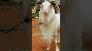 bakra eid mubarak status|eid ul adha mubarak status|qurbani mubarak status#shorts