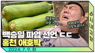 이것은 애호박이 아니라 어른호박입니다  백승일이 인정한 속 꽉 차고 큼직한 홍천 애호박 ㅣ 240709 방송 다시보기