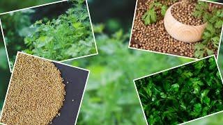 Why should you use coriander spice regularly? The health benefits are as follows