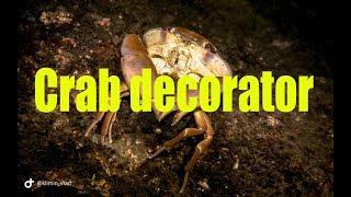 Divin on Bali .   Crab decorator - Alf