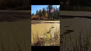 Swimming a Rage Cut-R-Worm #bassfishing